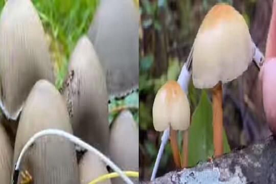 अद्भुत! ...अन् मशरूममधूनही ऐकू आली मधूर धून; कधीच ऐकलं नसेल असं Mushroom music