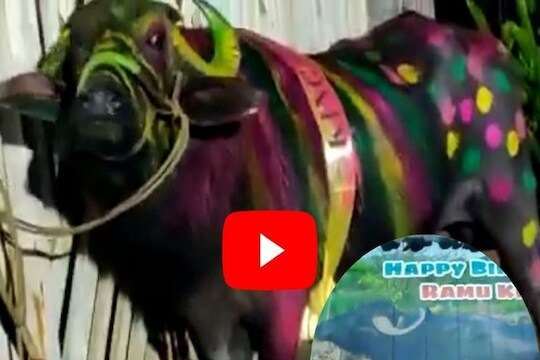 VIDEO: Birthday आहे रेड्याचा, जल्लोष साऱ्या गावाचा अन् खर्च झाला लाखाचा