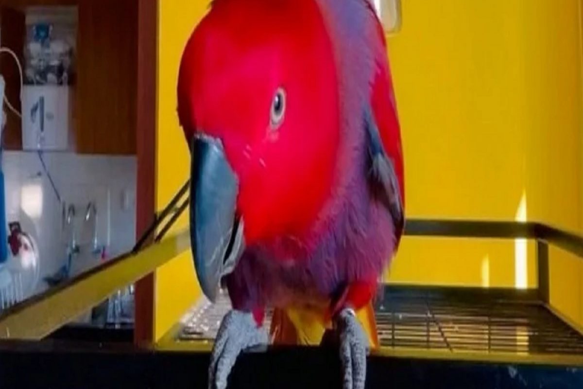 बोलणारे पोपट खूप पाहिले आता या पोपटाचा VIDEO एकदा पाहाच; कान आणि डोळ्यावरही विश्वास बसणार नाही