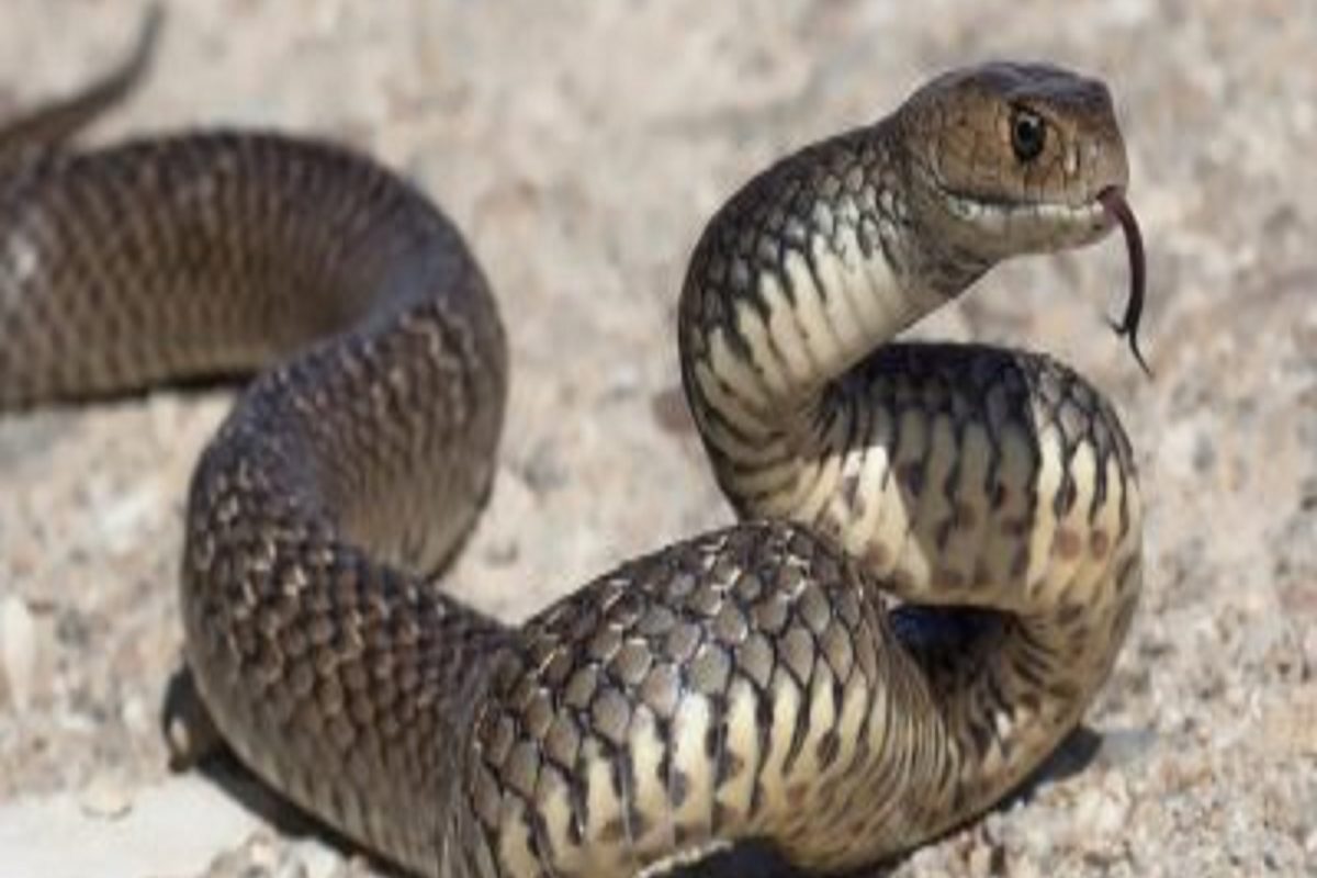 प्रतीकात्मक फोटो