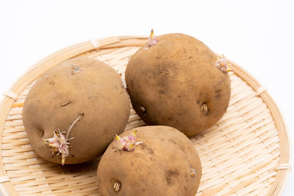 जर तुम्ही बटाट्याचे जास्त प्रमाणात सेवन करत असाल तर काळजी घ्या, कारण तुम्हाला त्याची अॅलर्जी देखील होऊ शकते.