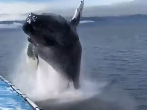 एका महाकाय व्हेल माशाने (Video of Whale) तुमच्या बोटीजवळ उडी मारली, तर तुमची काय अवस्था होईल? सध्या असाच एक व्हिडिओ सोशल मीडियावर चांगलाच व्हायरल होत आहे. 