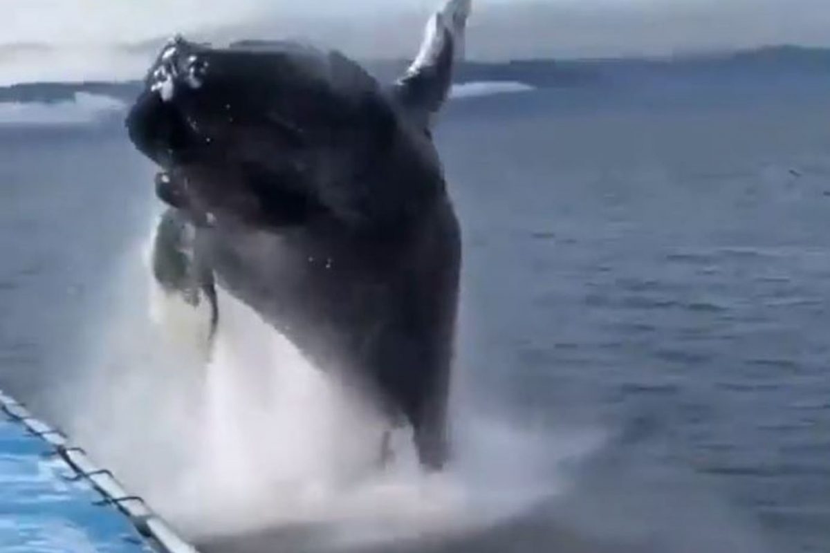 अचानक भल्यामोठ्या व्हेल माशाने बोटीजवळ येत घेतली उडी अन्...; काळजाचा ठोका चुकवणारा VIDEO