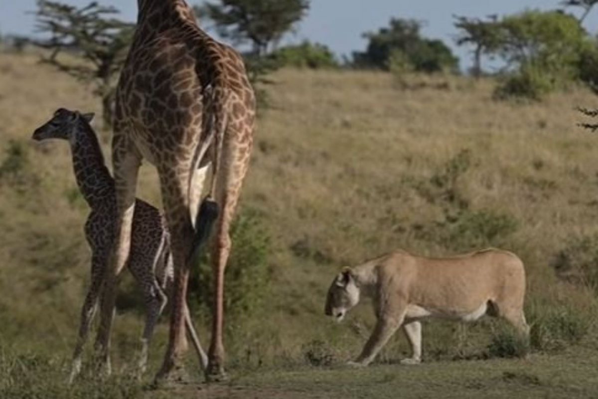 पिल्लाला वाचवण्यासाठी सिंहासोबत भिडलं जिराफ; लढाईचा शेवट पाहून पाणावतील डोळे, VIDEO
