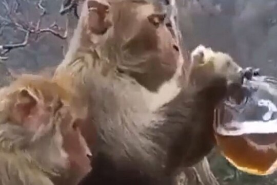 VIDEO: दारू पिताच माकडाला चढली नशा; पुढे जे केलं ते पाहून पोट धरून हसाल