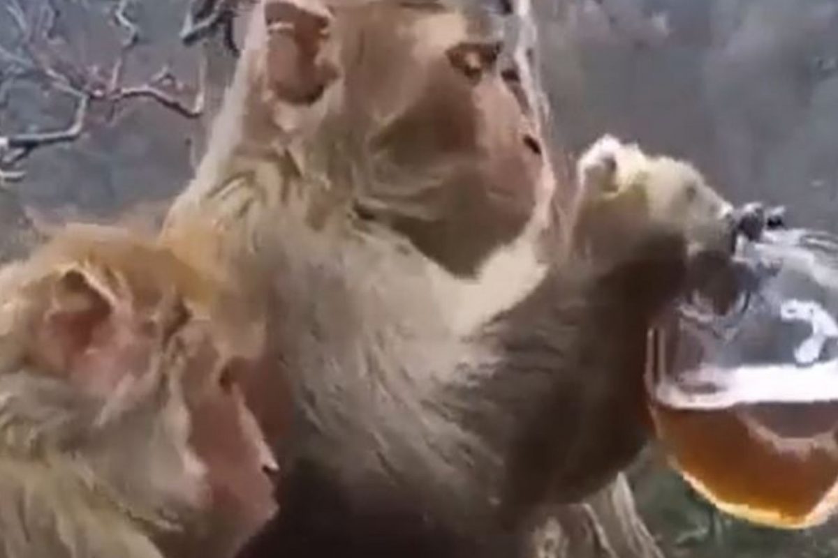 VIDEO: दारू पिताच माकडाला चढली नशा; पुढे जे केलं ते पाहून पोट धरून हसाल