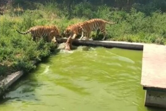 एका बदकाची शिकार करण्यासाठी आले 4 वाघ; पुढे जे घडलं त्यावर विश्वास बसणार नाही, VIDEO