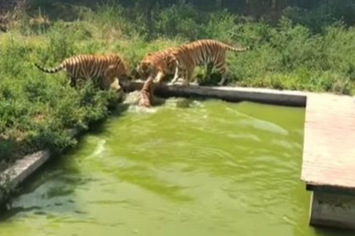 एका बदकाची शिकार करण्यासाठी आले 4 वाघ; पुढे जे घडलं त्यावर विश्वास बसणार नाही, VIDEO