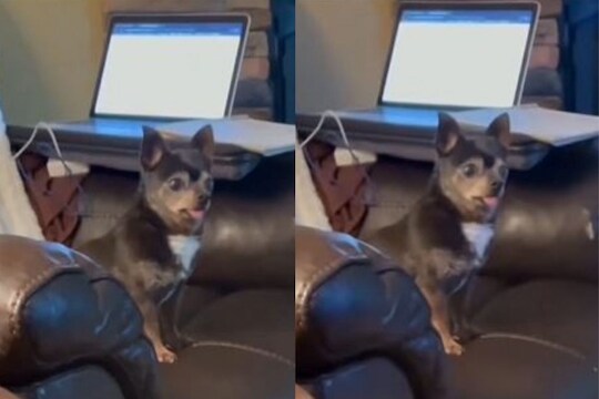 हा नेमका कुत्रा आहे की कोंबडा? मजेशीर VIDEO पाहून तुम्हीही बुचकळ्यात पडाल