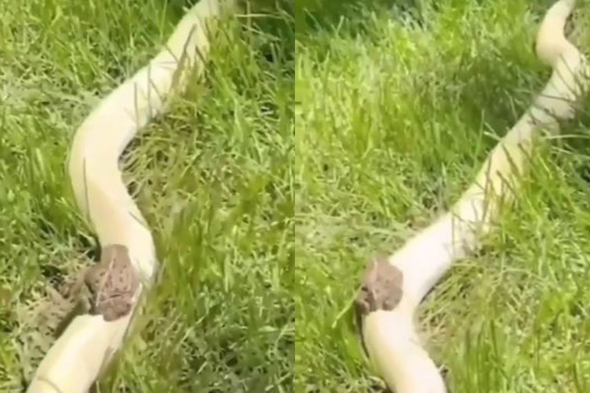 VIDEO: विशालकाय अजगराच्या पाठीवर बसून बेडकाची ऐटीत सवारी; थाट पाहून घालाल तोंडात बोटं