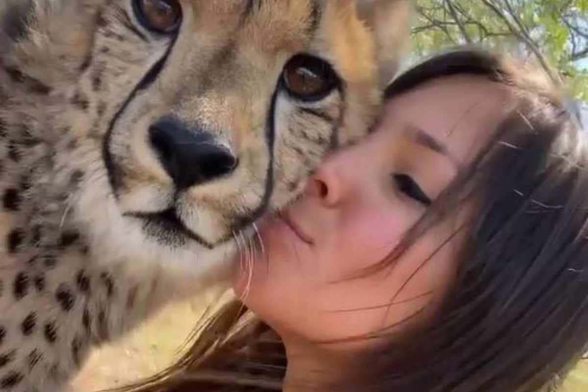 OMG! हिंस्त्र चित्त्यालाच KISS करू लागली तरुणी; पाहा पुढे काय घडलं, Shocking Video