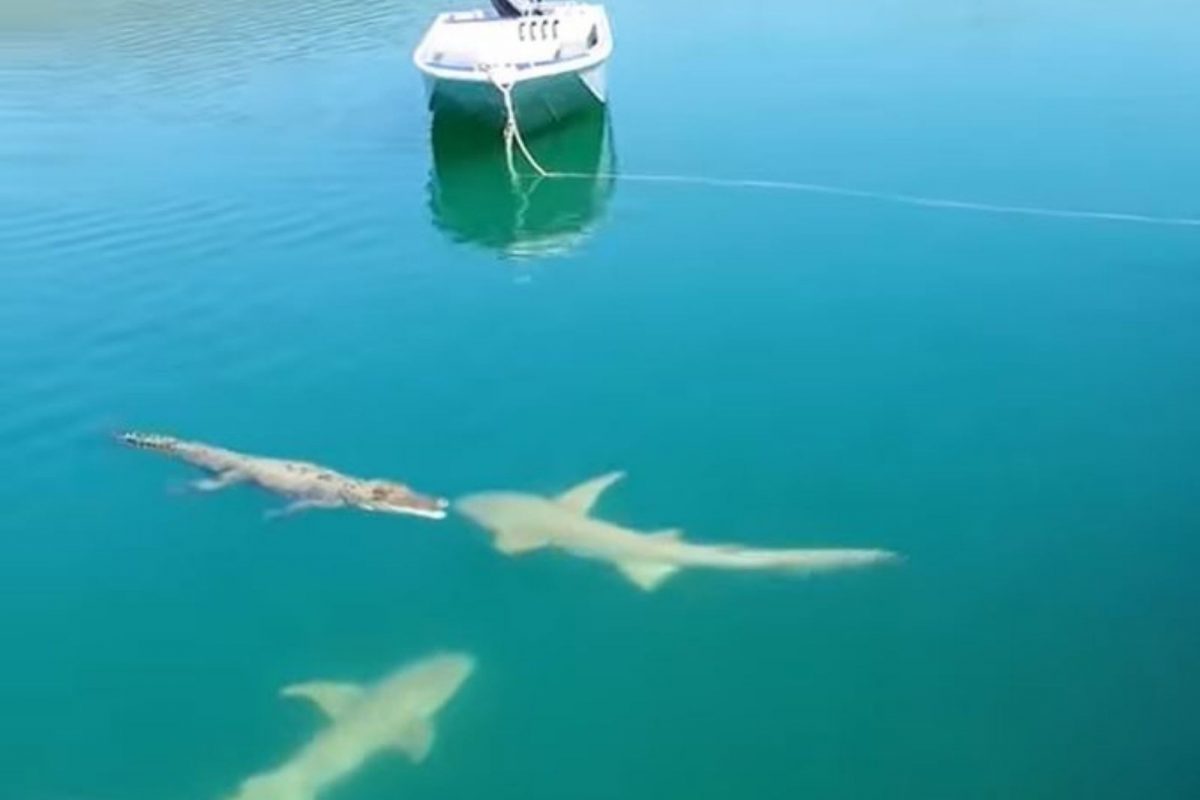 जेव्हा 2 क्रूर शिकारी मगर आणि शार्क आले आमने-सामने; पाहा पुढे काय घडलं, VIDEO