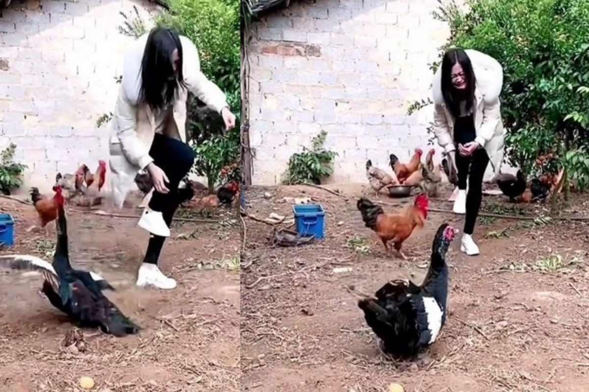 बदक आणि कोंबड्याने अतिशय वाईट केली तरुणीची अवस्था; बिचारीने रडतच ठोकली धूम, VIDEO