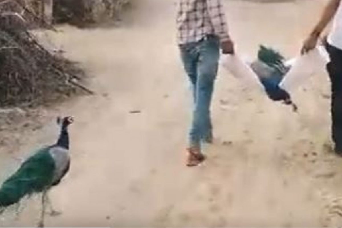 शेवटचा निरोप देण्यासाठी साथीदाराच्या अंत्ययात्रेत मोराने लावली हजेरी; VIDEO पाहून पाणावतील डोळे