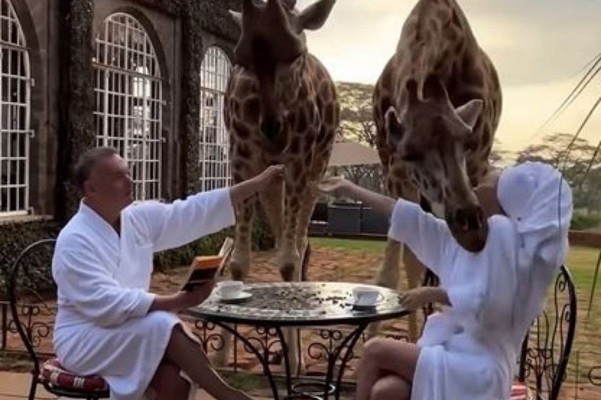 जिराफासोबत मस्ती करत होती महिला; प्राण्याने चेहऱ्यावरच केला हल्ला, Shocking Video