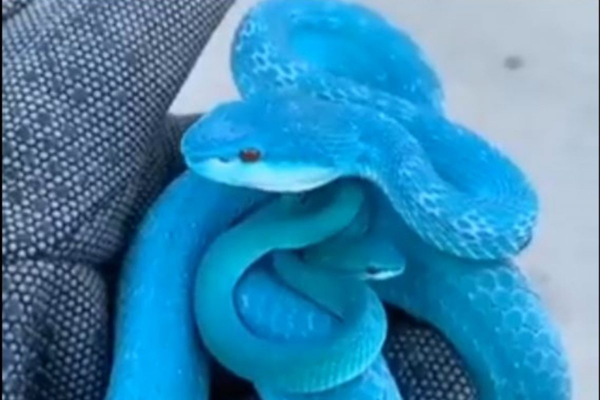 निळ्या रंगाचा साप कधी पाहिलाय का? VIRAL VIDEO पाहून अवाक झाले नेटकरी