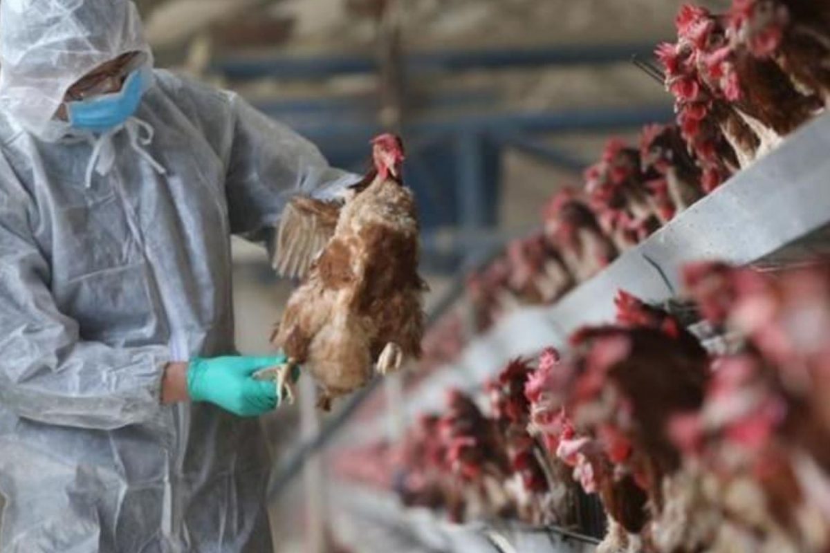 Bird Flu: कोरोनापाठोपाठ आता बर्ड फ्लूचं संकट; इथे आढळला पहिला रुग्ण