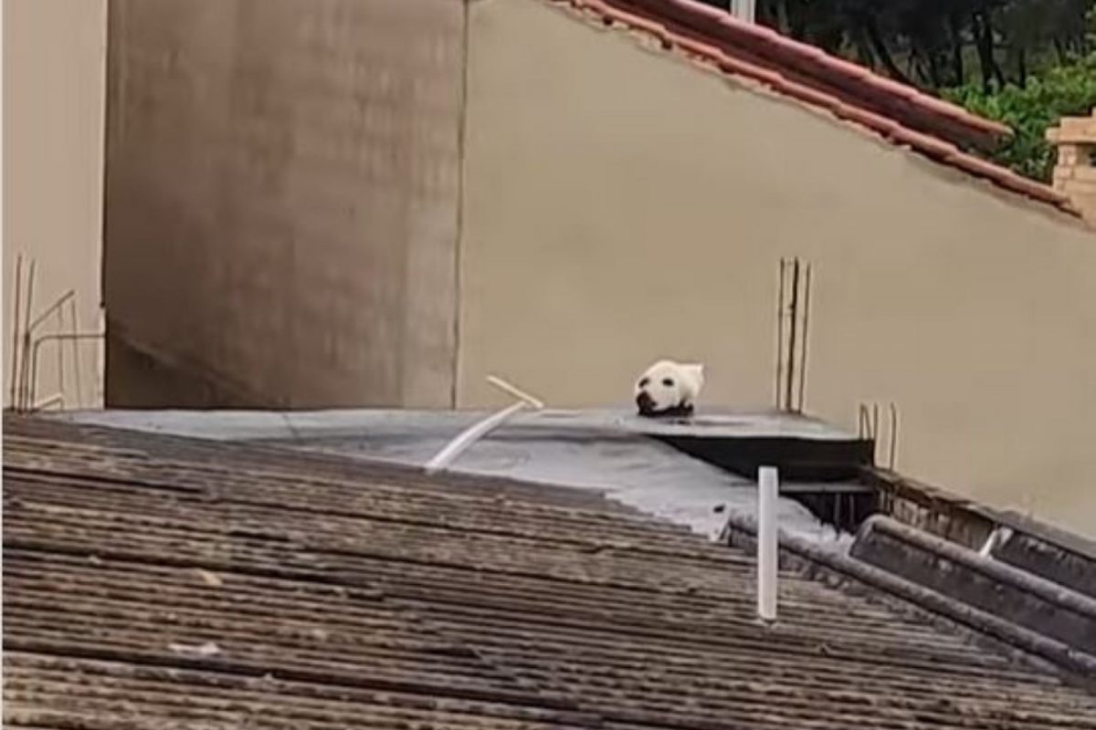 ओळखा पाहू! हा कुत्रा आहे की मांजर? 99 टक्के लोकांनी दिलं चुकीचं उत्तर