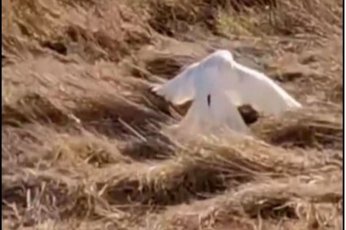 OMG! चक्क एका पक्षाने केली प्राण्याची शिकार; अंगावर काटा आणणारा VIDEO