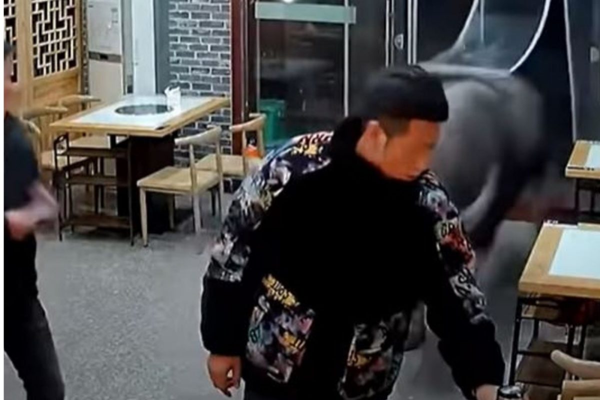 कत्तलखान्यातून धावून रेस्टॉरंटमध्ये शिरली म्हैस; समोर येणाऱ्या प्रत्येकाला शिंगाने उडवलं, Shocking Video