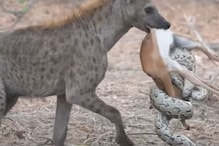 VIDEO : एका शिकारीसाठी आपसात भिडले अजगर अन् तरस; पाहा शेवटी कोण ठरलं विजयी
