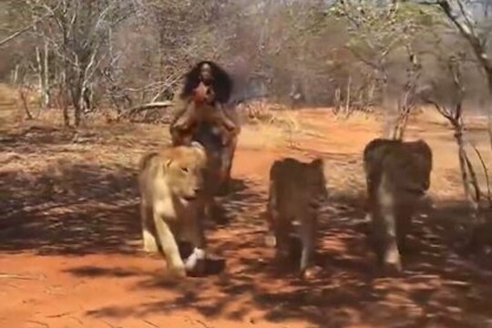 OMG! जंगलात 6 सिंहासोबत फिरताना दिसली तरुणी; VIDEO पाहून व्हाल शॉक