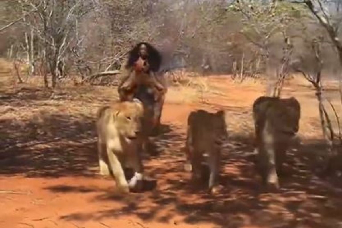 OMG! जंगलात 6 सिंहासोबत फिरताना दिसली तरुणी; VIDEO पाहून व्हाल शॉक