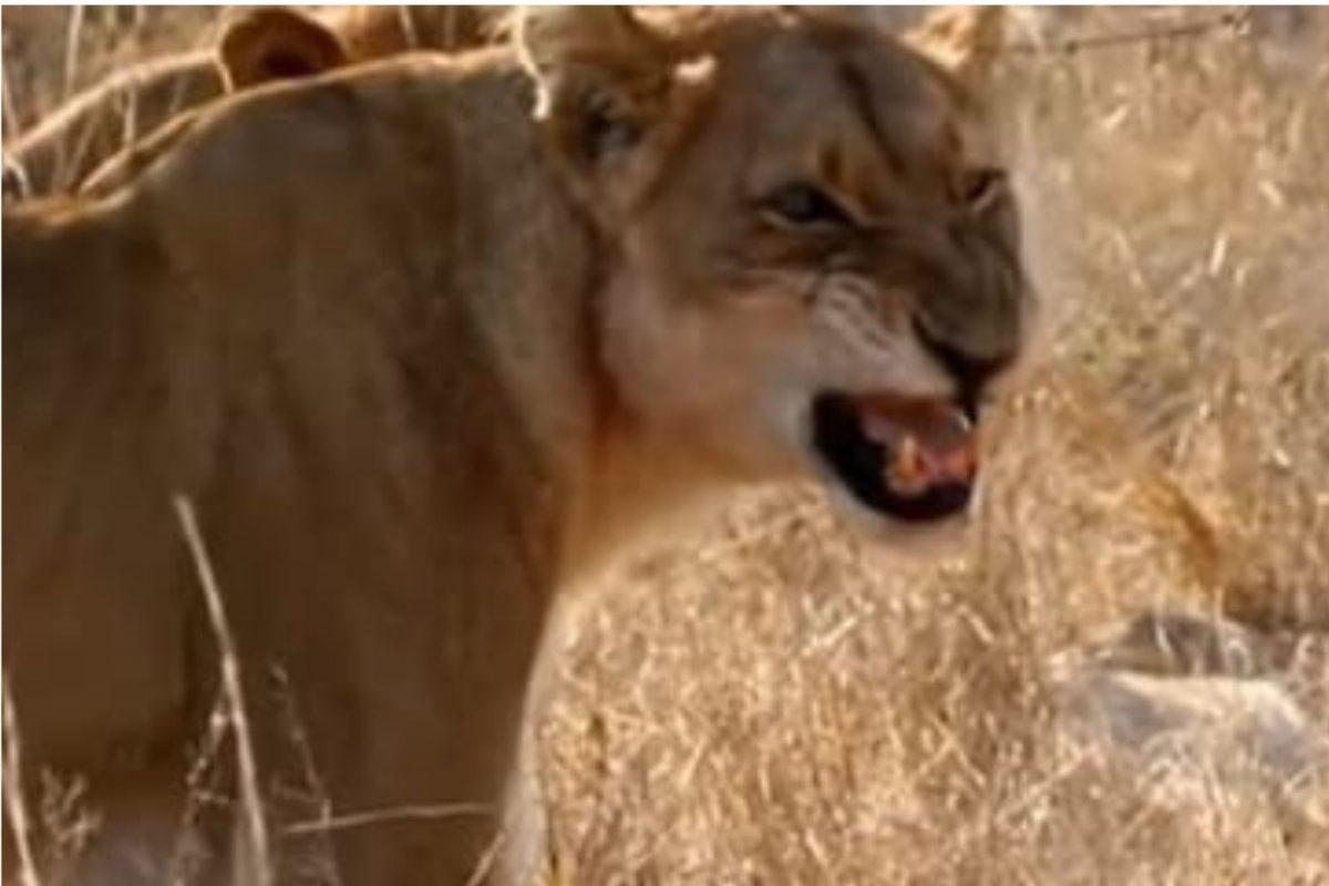 VIDEO: पिल्लाला वाचवण्यासाठी कुत्र्यांनी घेतला सिंहासोबत पंगा; पाहा पुढे काय घडलं