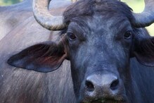8 KM खोल समुद्रात अडकलेली म्हैस; मच्छिमारांनी 7 तासाच्या प्रयत्नानंतर वाचवला जीव 8 KM खोल समुद्रात अडकलेली म्हैस; मच्छिमारांनी 7 तासाच्या प्रयत्नानंतर वाचवला जीव