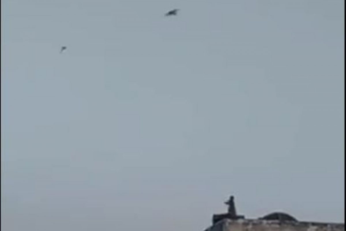 काय सांगता! चक्क माकडाने उडवली पतंग; VIDEO पाहून बसणार नाही डोळ्यावर विश्वास