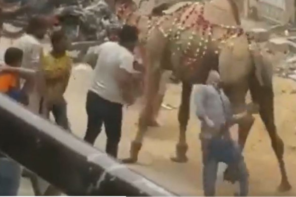 विनाकारण त्रास देणाऱ्या तरुणाला उंटाने अनोख्या पद्धतीने शिकवला धडा; हैराण करणारा VIDEO