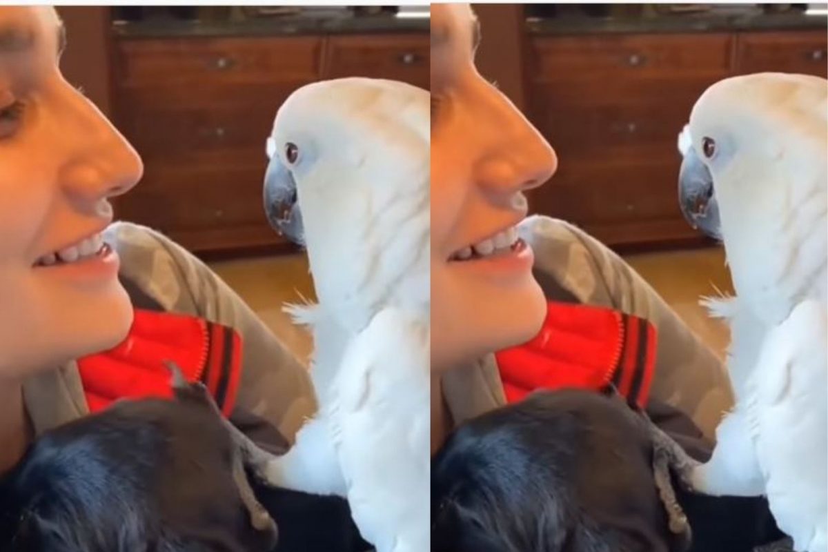 श्वानावर जडलं पोपटाचं प्रेम; अनोख्या अंदाजात केलं प्रपोज, VIDEO जिंकेल तुमचं मन