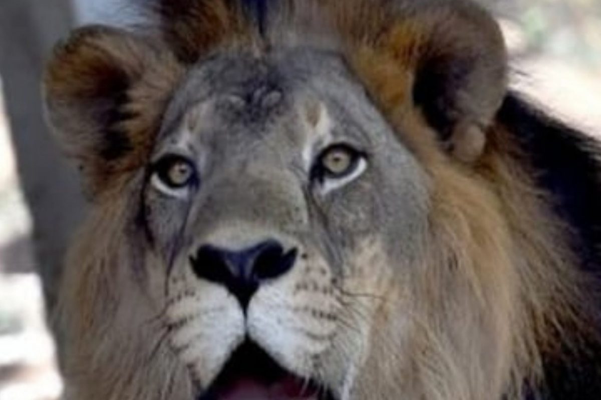 धक्कादायक! कोरोना चाचणीसाठी नमुने घेत असतानाच सिंह आणि बिबट्याचा मृत्यू