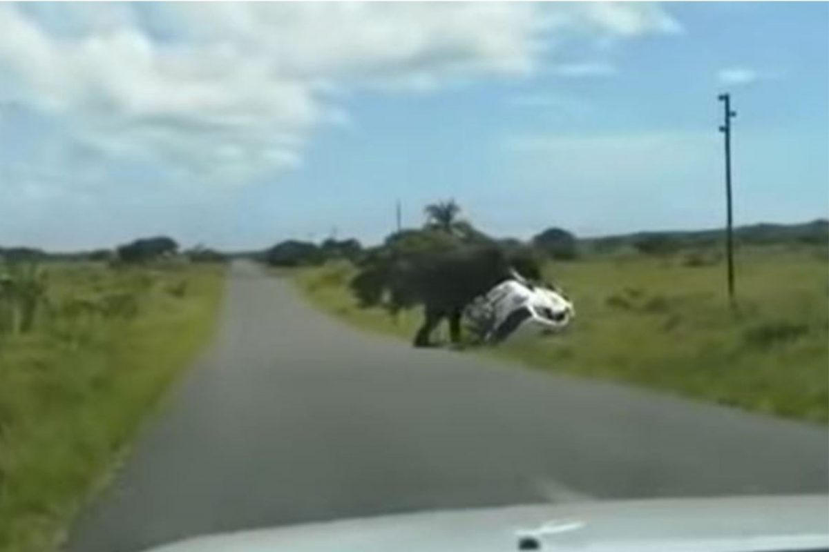 ...अन् भडकलेल्या हत्तीने प्रवाशांनी भरलेली कार केली पलटी; पाहा Shocking Video