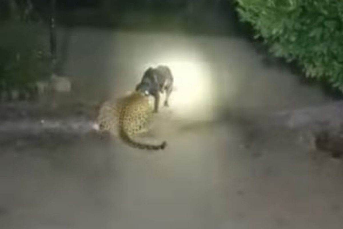 याला म्हणतात जिद्द; हिंस्त्र चित्त्यासोबत अखेरपर्यंत लढला कुत्रा, VIDEO चा शेवट बघाच