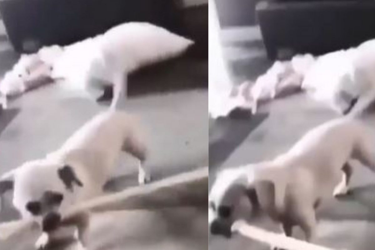 तोंडात काठी पकडून श्वानाने केली तरुणीची धुलाई; VIDEO पाहून हैराण झाले नेटकरी