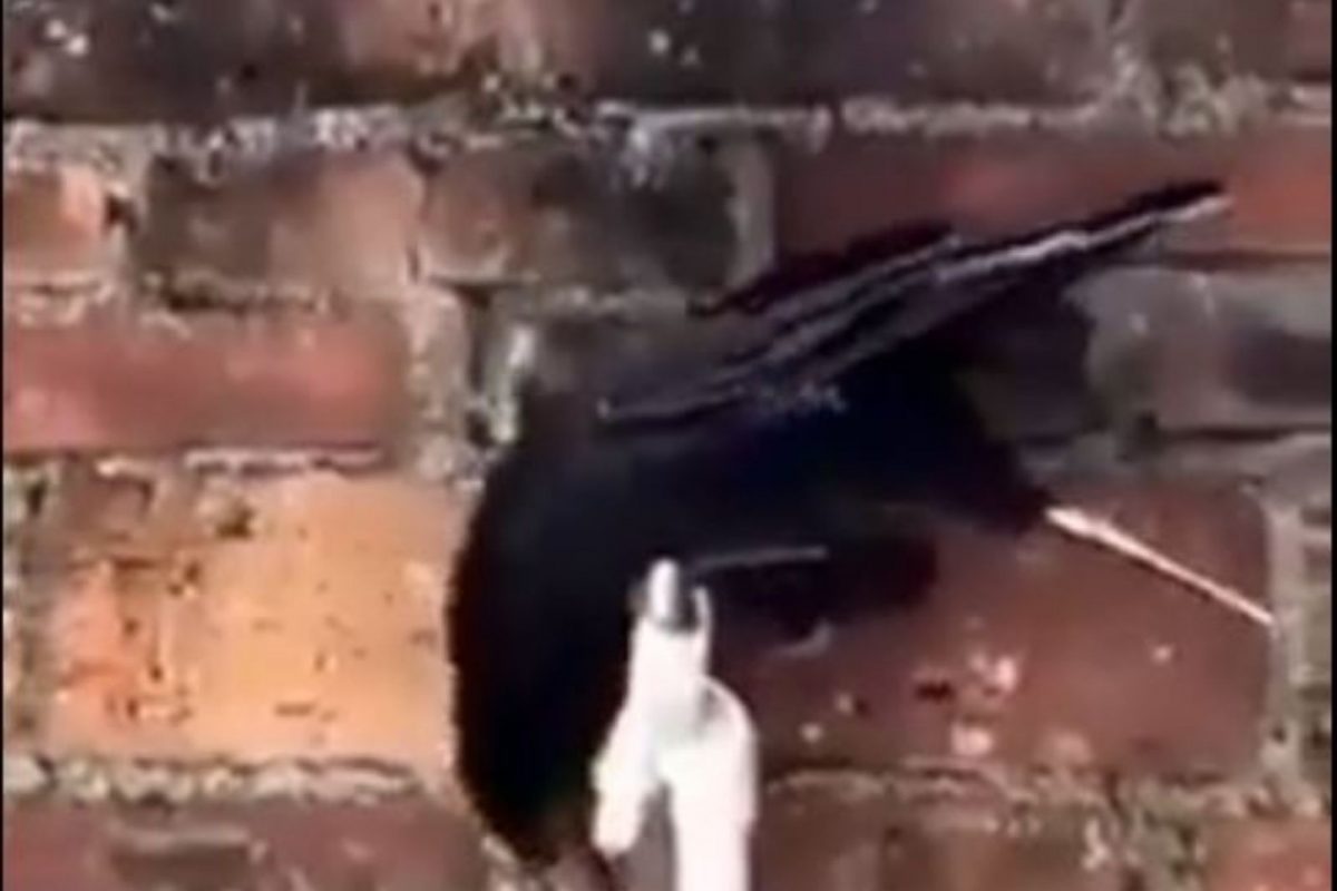 हुश्शार कावळा! तहान भागवण्यासाठी पक्षाने चालवलं डोकं, VIDEO पाहून व्हाल अवाक