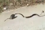आईचं प्रेम! पिल्लाला वाचवण्यासाठी थेट सापासोबत भिडली उंदरीण; हैराण करणारा VIDEO