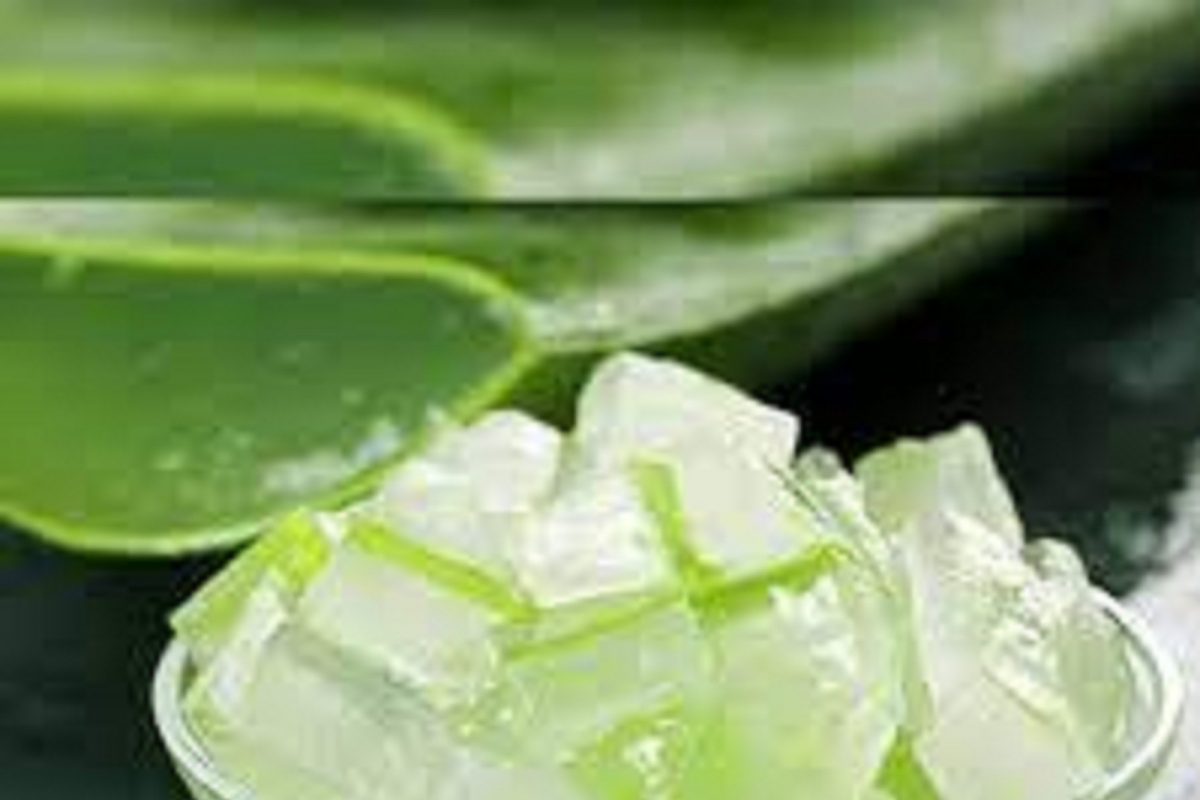 या 5 पद्धतीनं कोरफडीचा आहारात करा समावेश; आश्चर्यकारक कमी होऊ लागेल वजन