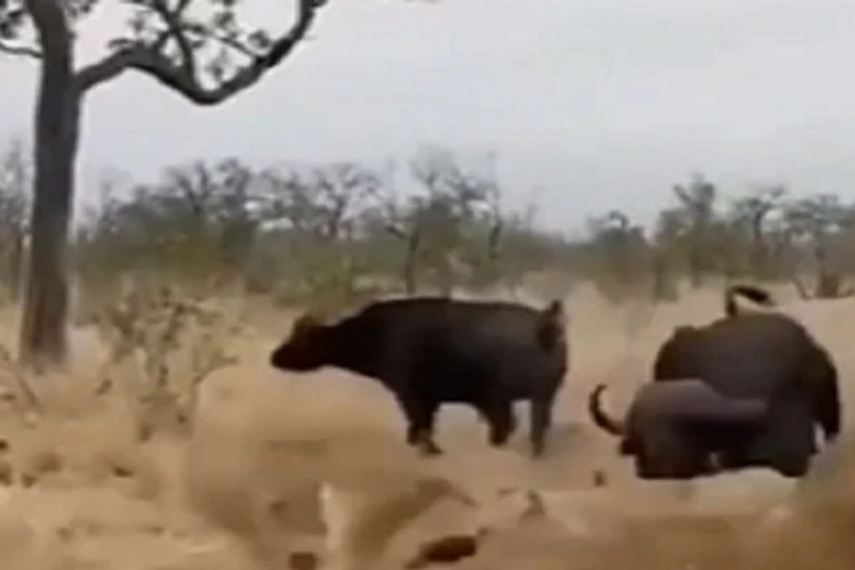 VIDEO : जेव्हा सिंहाच्या तावडीतून मित्रांनी वाचवलं; म्हैशींचा कळप जंगलाच्या राजावर पडला भारी