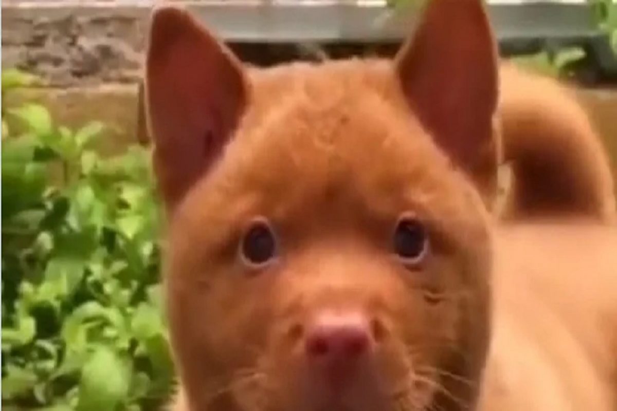 हा कुत्रा की मांजर? VIDEO पाहून भलेभले झाले कन्फ्युझ; तुम्हाला तरी ओळखता येतंय का पाहा