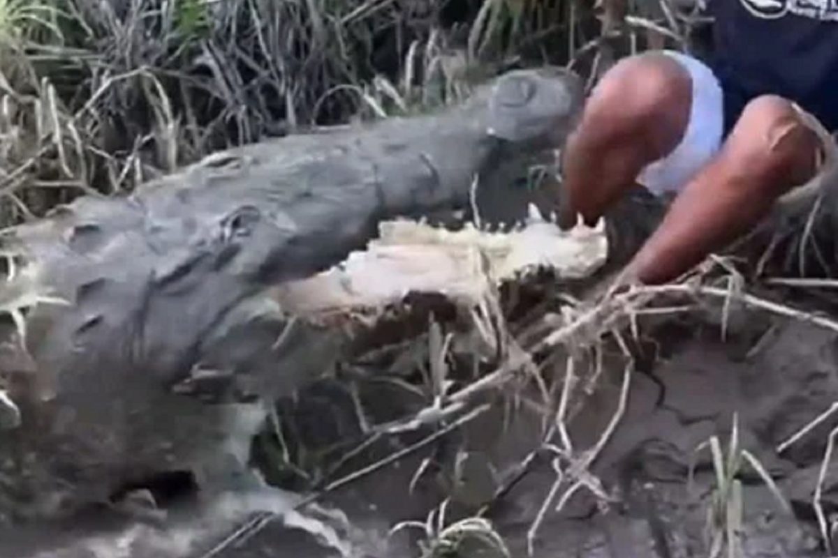 मगरीला स्वतःच्या हाताने भरवण्याची हौस अंगाशी; घसरून तरुणाचाच पाय तिच्या जबड्याजवळ गेला आणि...; Shocking Video