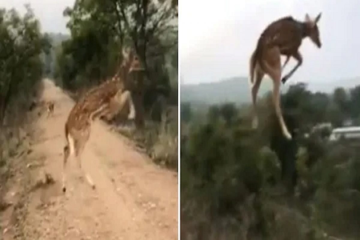 OMG! पळता पळता अचानक हवेतच उडू लागलं हरिण; कधीच पाहिला नसेल असा अद्भुत VIDEO
