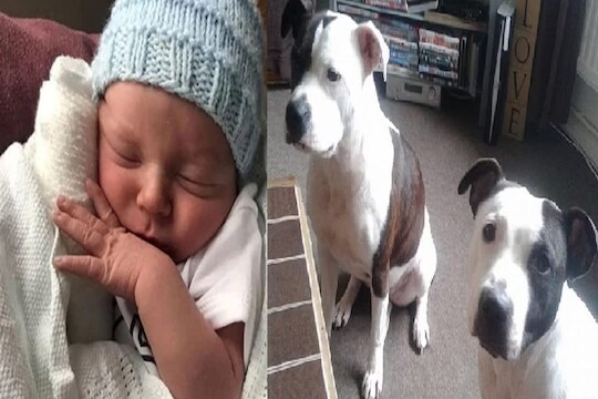 Shocking! पाळीव कुत्र्यानेच 2 आठवड्यांच्या बाळाचे तोडले लचके; 23 वेळा चावा घेत मालकाच्या लेकाचा घेतला जीव