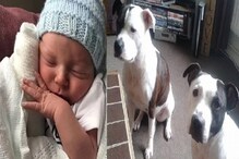 पाळीव कुत्र्यानेच 2 आठवड्यांच्या बाळाचे तोडले लचके; मालकाच्या लेकाचा घेतला जीव पाळीव कुत्र्यानेच 2 आठवड्यांच्या बाळाचे तोडले लचके; मालकाच्या लेकाचा घेतला जीव