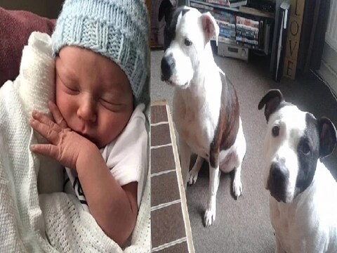 Pet dog attack on baby : पाळीव कुत्र्याने मालकाच्या बाळावर केला खतरनाक हल्ला.