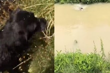 हाच खरा हिरो! VIDEO पाहून कुत्र्याच्या धाडसाचं होतंय कौतुक; नेमकं काय केलं पाहा