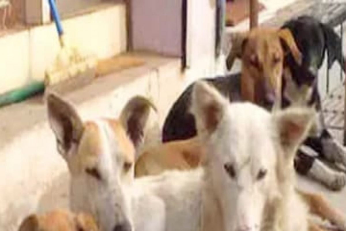 क्रूर! मंदिरात चोरी करण्यासाठी 7 कुत्र्यांची हत्या; परिसरात खळबळ