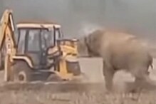 संतप्त हत्ती JCB चा चुराडा करायला गेला पण...; विचारही केला नसेल असा VIDEOचा शेवट संतप्त हत्ती JCB चा चुराडा करायला गेला पण...; विचारही केला नसेल असा VIDEOचा शेवट
