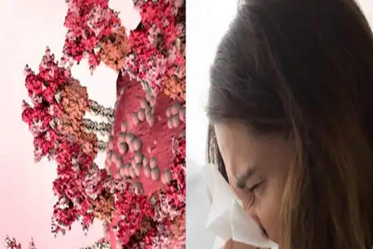 florona | फ्लोरोना संसर्ग म्हणजे काय? तो किती धोकादायक आहे? तुमच्या मनातील प्रश्नांची उत्तरं